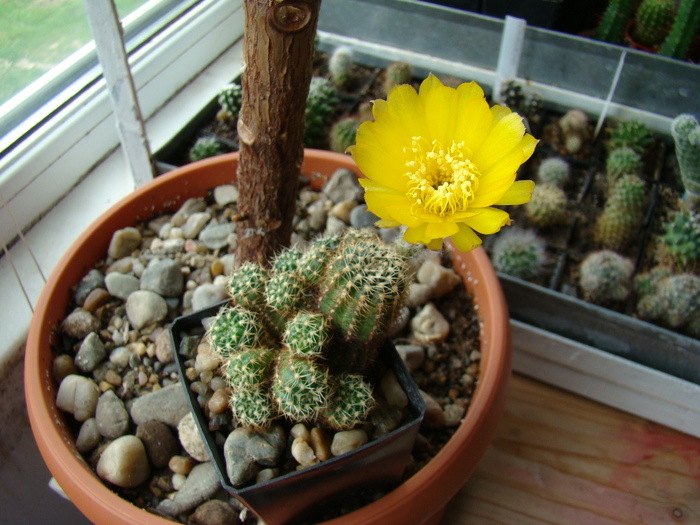 Lobivia - cactusi