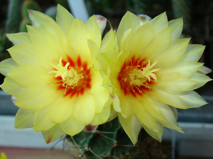 Hematacantus Setispinus - cactusi
