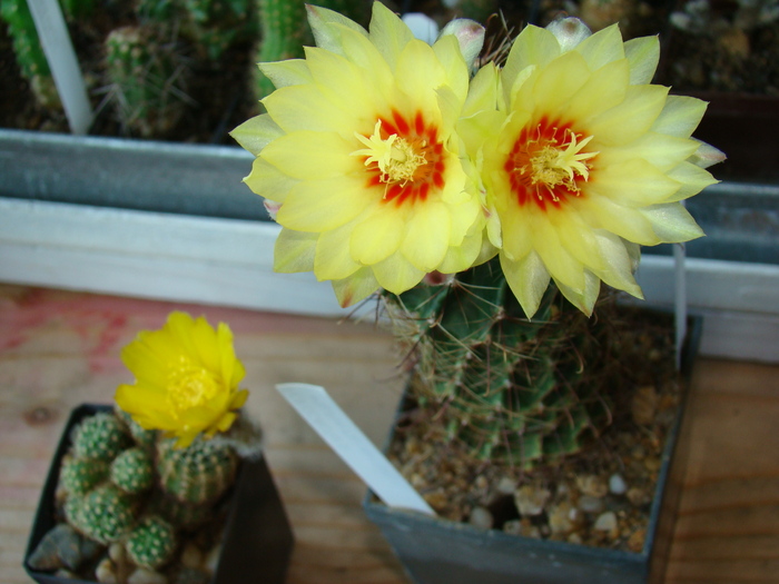 Lobivia; Hematacantus - cactusi