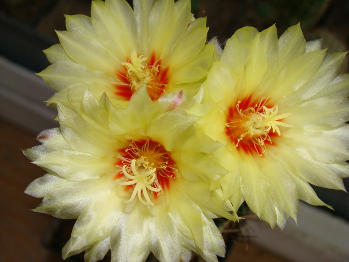 tripleti - cactusi