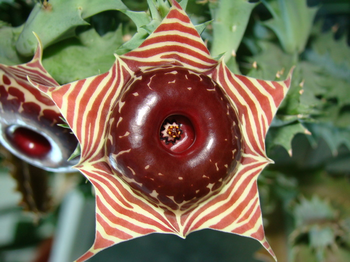 Huernia Zebrina