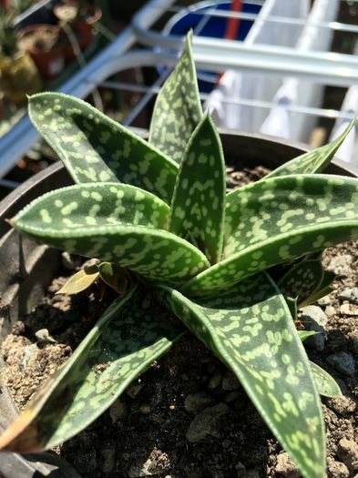 image - Aloe