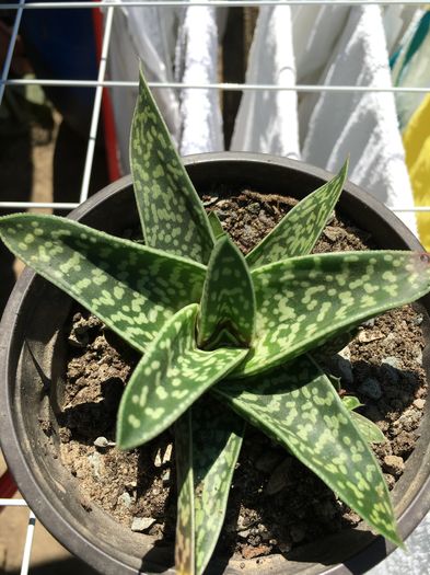 image - Aloe