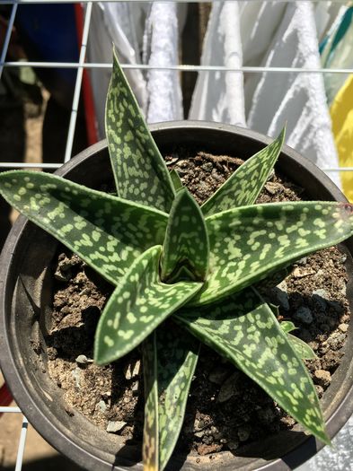 image - Aloe