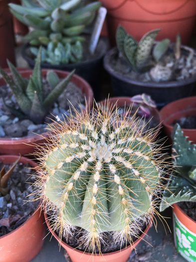 image - CACTUSI rog identificare