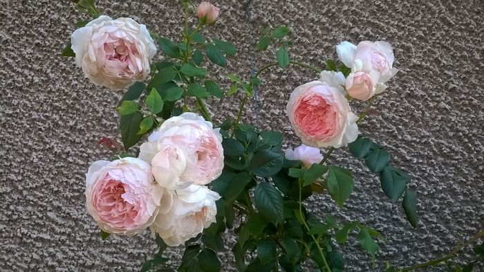 WP_20160801_018 - The Wedgwood Rose