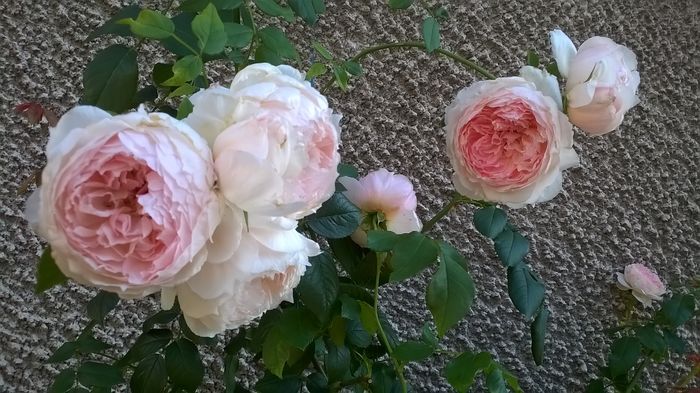 WP_20160801_023 - The Wedgwood Rose