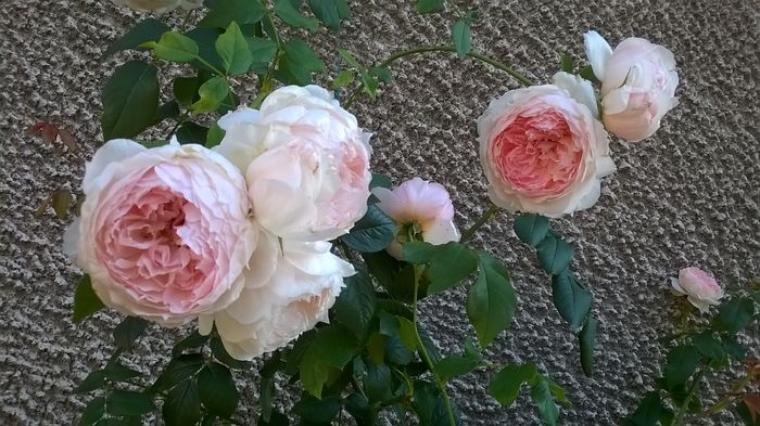 WP_20160801_024 - The Wedgwood Rose