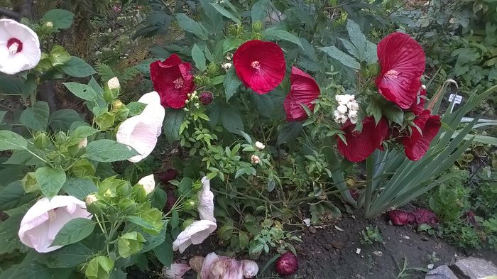 WP_20160803_007 - 2016 Hibiscus de gradina