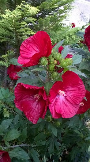 WP_20160803_013 - 2016 Hibiscus de gradina