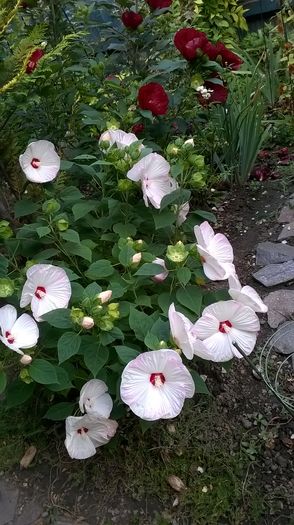 WP_20160803_102 - 2016 Hibiscus de gradina