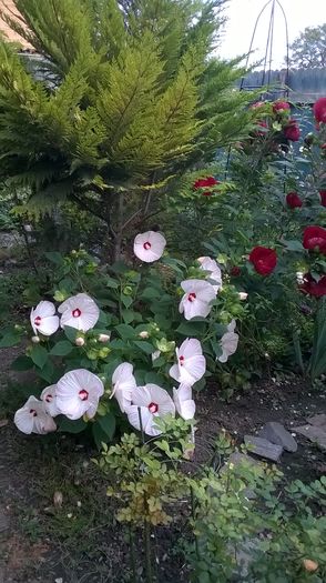 WP_20160803_104 - 2016 Hibiscus de gradina