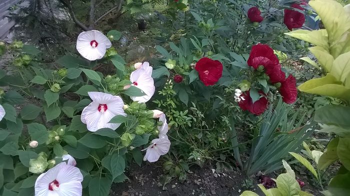 WP_20160803_106 - 2016 Hibiscus de gradina