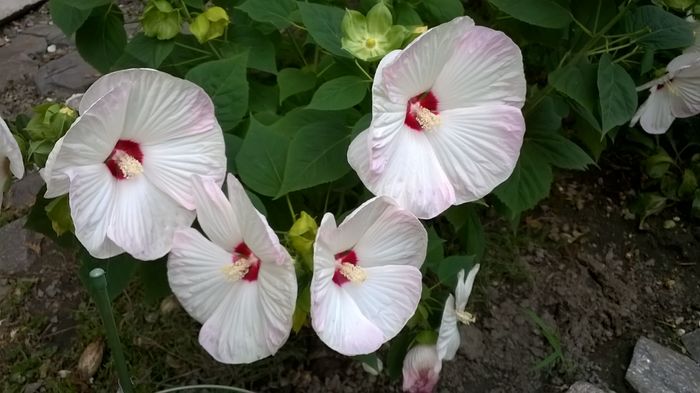 WP_20160803_107 - 2016 Hibiscus de gradina