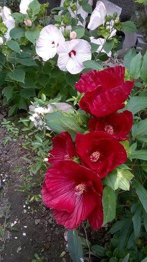 WP_20160803_108 - 2016 Hibiscus de gradina