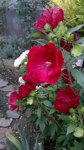 WP_20160803_111 - 2016 Hibiscus de gradina