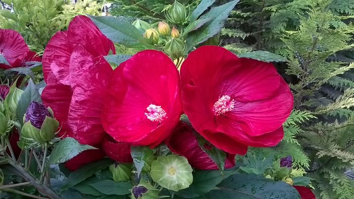 WP_20160803_028 - 2016 Hibiscus de gradina