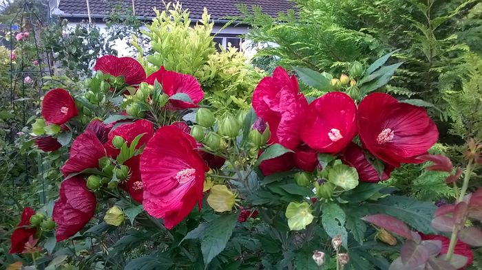 WP_20160803_029 - 2016 Hibiscus de gradina