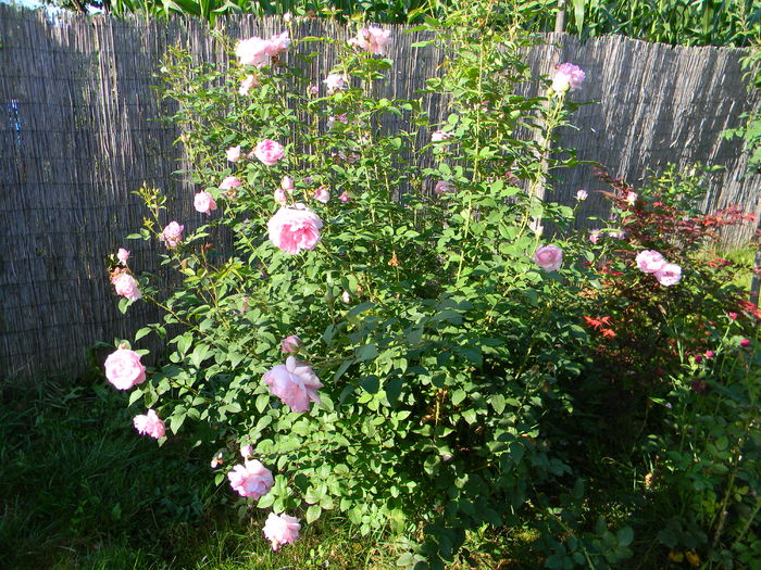 Cottage rose - Trandafiri 2016