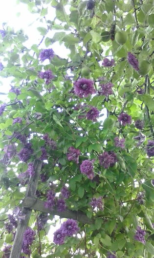 IMG_20160609_175036
