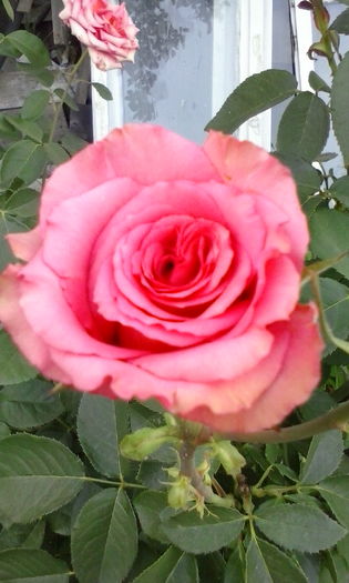 IMG_20160620_201558 - diverse flori 2016