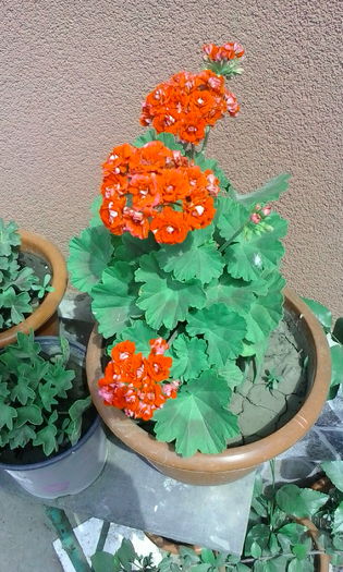IMG_20160628_111743 - diverse flori 2016