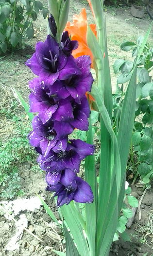 IMG_20160628_112041 - diverse flori 2016