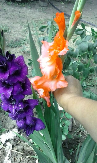 IMG_20160628_112047 - diverse flori 2016