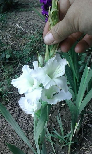 IMG_20160628_112059 - diverse flori 2016