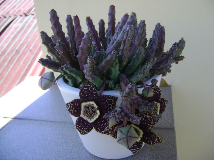 Stapelia variegata