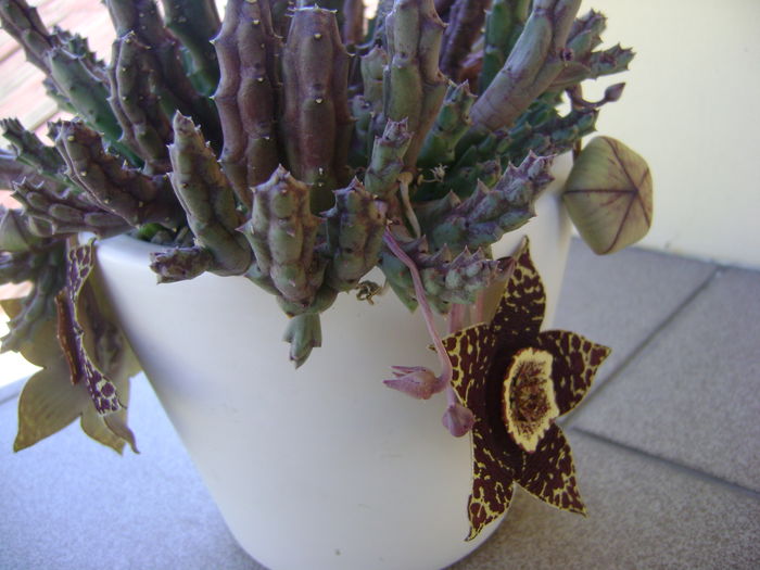 Stapelia variegata