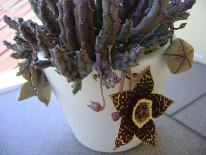 Stapelia variegata