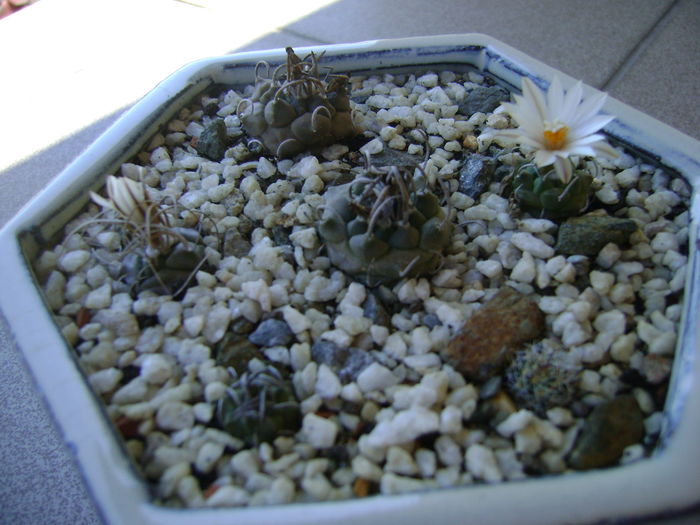 Grup de 6 Turbinicarpus; T. graminispinus
T. klinkerianus
T. schwarzii v. rubriflorus
T. pachystele
T. macrochele v. screvispinum 
T. macrochele v. kupcakii
