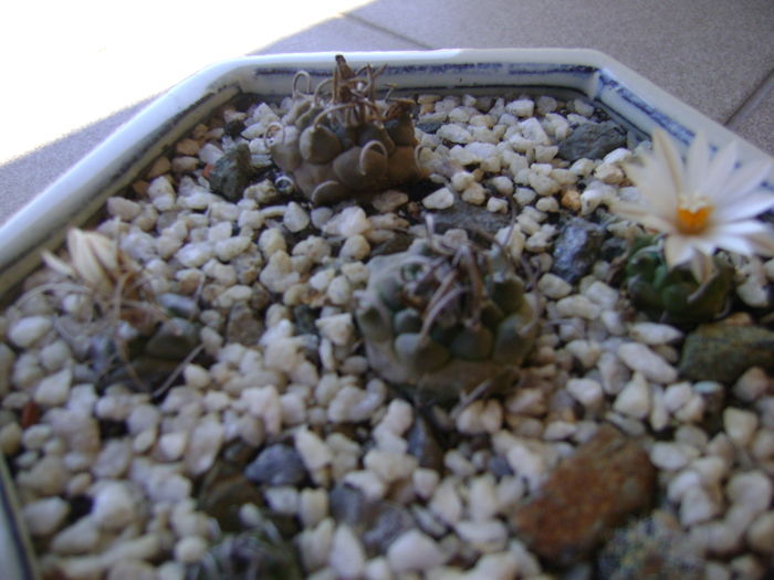 Grup de 6 Turbinicarpus - Cactusi 2016
