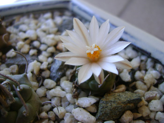 Turbinicarpus klinkerianus - Cactusi 2016