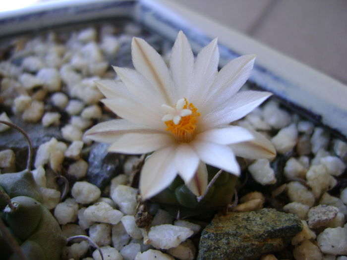 Turbinicarpus klinkerianus - Cactusi 2016