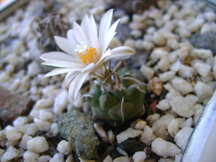 Turbinicarpus klinkerianus - Cactusi 2016