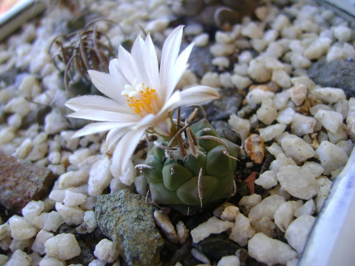 Turbinicarpus klinkerianus; a treia inflorire
