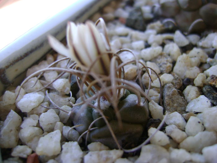 Turbinicarpus macrochele v. kupcakii - Cactusi 2016