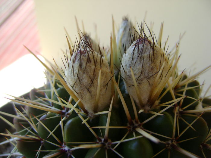 Notocactus mammulosus - Cactusi 2016