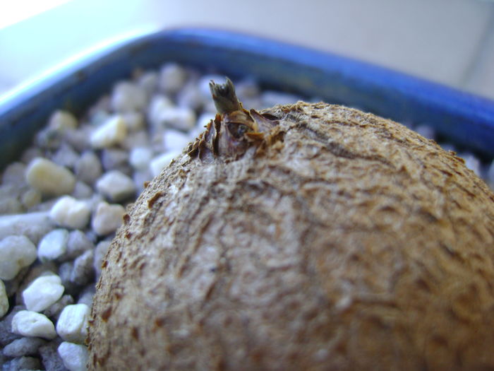 Dioscorea elephantipes, inceput de vegetatie - Caudiciforme si bulbi 2016