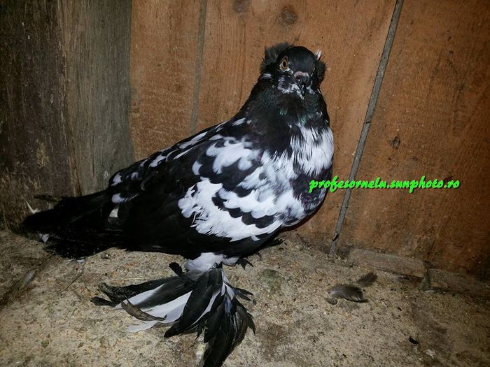 vândută lui Noris Hurduc(GL)