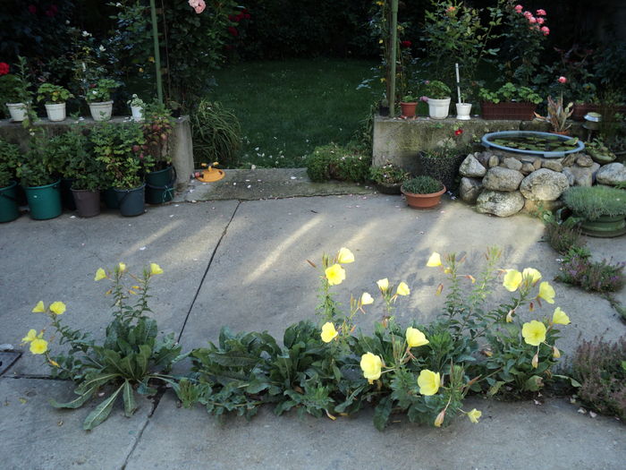 5 aug ...si dimineata,printre betoane... 5 aug ...si dimineata,printre betoane...