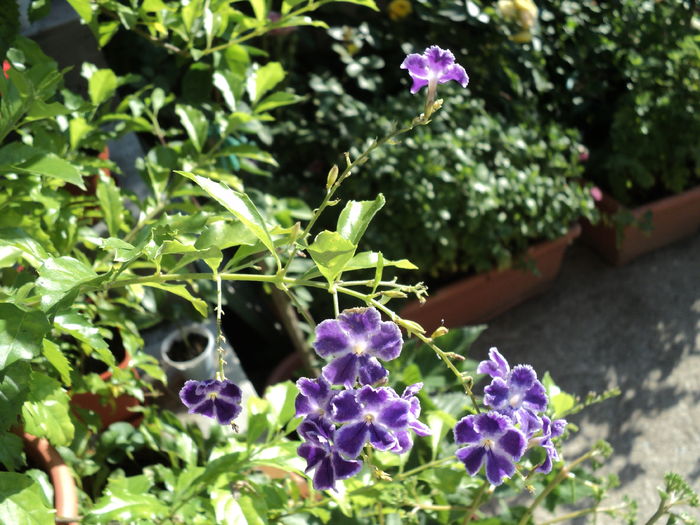 greu cu musculita alba...am intarziat inflorirea... greu cu musculita alba...am intarziat inflorirea...