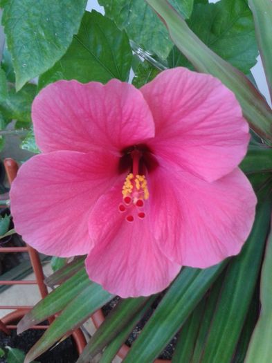 20160805_133119 - Hibiscus