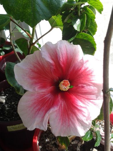 20160805_132955 - Hibiscus