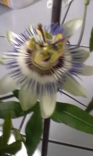 Passiflora c.(prima floare)