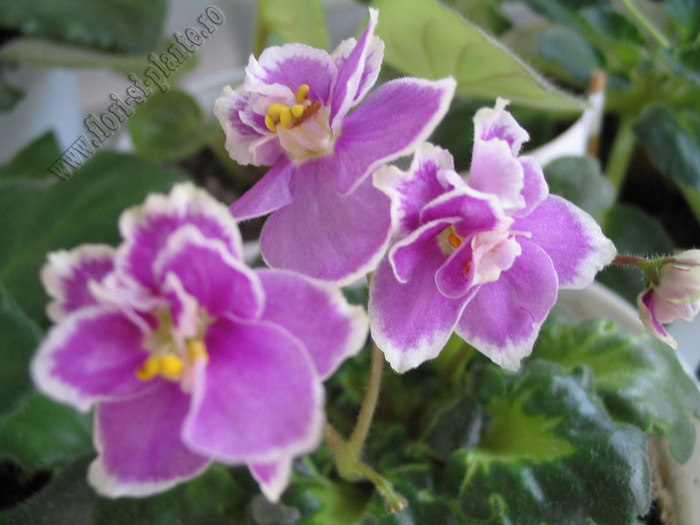 Saintpaulia Princess Jade 11 - VIOLETE AFRICANE  - Saintpaulia