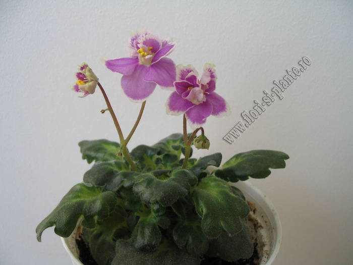 Saintpaulia Princess Jade 8 - VIOLETE AFRICANE  - Saintpaulia
