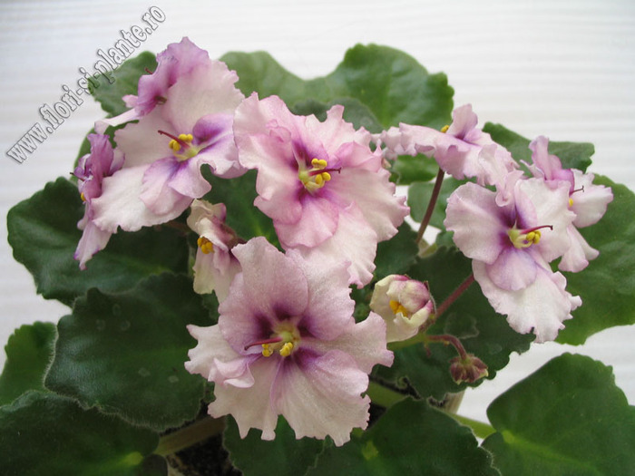 Saintpaulia Rhapsodie ?9 - VIOLETE AFRICANE  - Saintpaulia